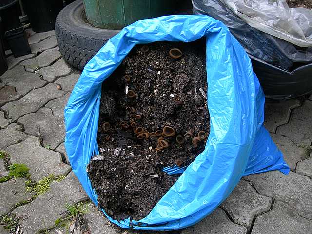 Una peziza nel sacco e altre specie primaverili